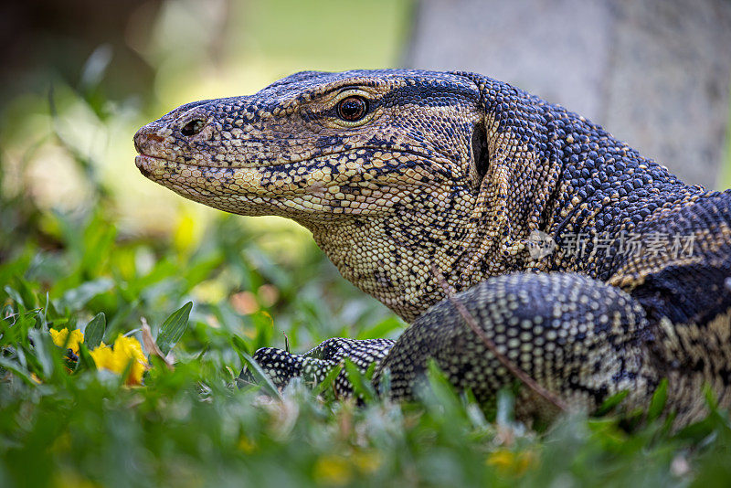 亚洲水监测器，Varanus salvator，在曼谷一个公园的草坪上